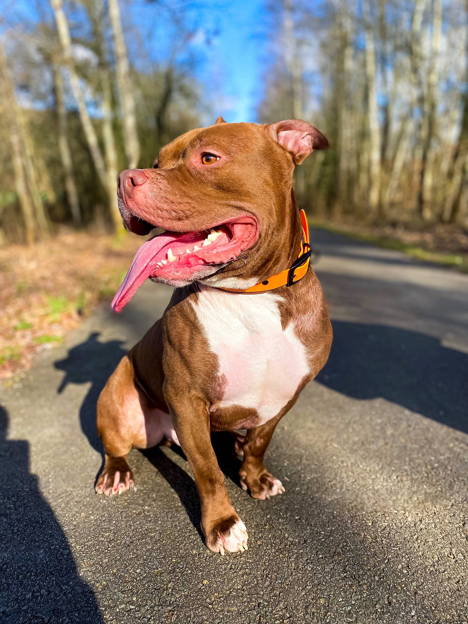 Teiko a rejoint le concours — aidez-le/la à gagner de superbes lots ! canidae, carnivore, collar, companion_dog, dog, dog_breed, dog_collar, eye, fawn, grass, leash, liver, plant, road_surface, sky, snout, sporting_group, tree, whiskers, working_animal