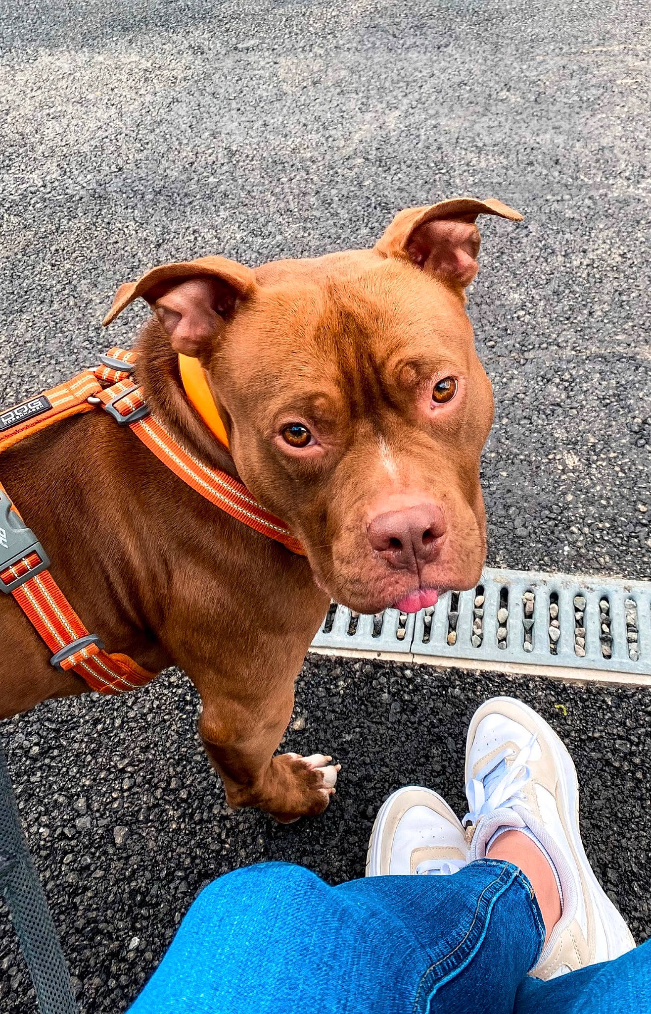 Teiko participe au concours pour gagner de l'argent avec cette photo : blue, canidae, carnivore, collar, companion_dog, dog, dog_breed, dog_collar, dog_supply, electric_blue, fawn, leash, liver, pet_supply, snout, sporting_group, terrestrial_animal, walking_shoe, working_animal, wrinkle