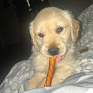 Winston is registered to the contest to win money with this photo: dog, puppy, golden_retriever, pet, chewing, treat, blanket, indoor, fur, cute, animal, tongue, lying_down, young, cozy, bed, comfort, sleepy, domestic_animal, close_up