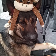 Rebel joined the competition — help win amazing prizes! dog, german_shepherd, plush_toy, monkey_toy, pet, animal, couch, indoor, brown, black, fur, ears, face, paw, laying, resting, stuffed_animal, cute, funny, toy
