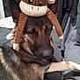 dog, german_shepherd, plush_toy, monkey_toy, pet, animal, couch, indoor, brown, black, fur, ears, face, paw, laying, resting, stuffed_animal, cute, funny, toy