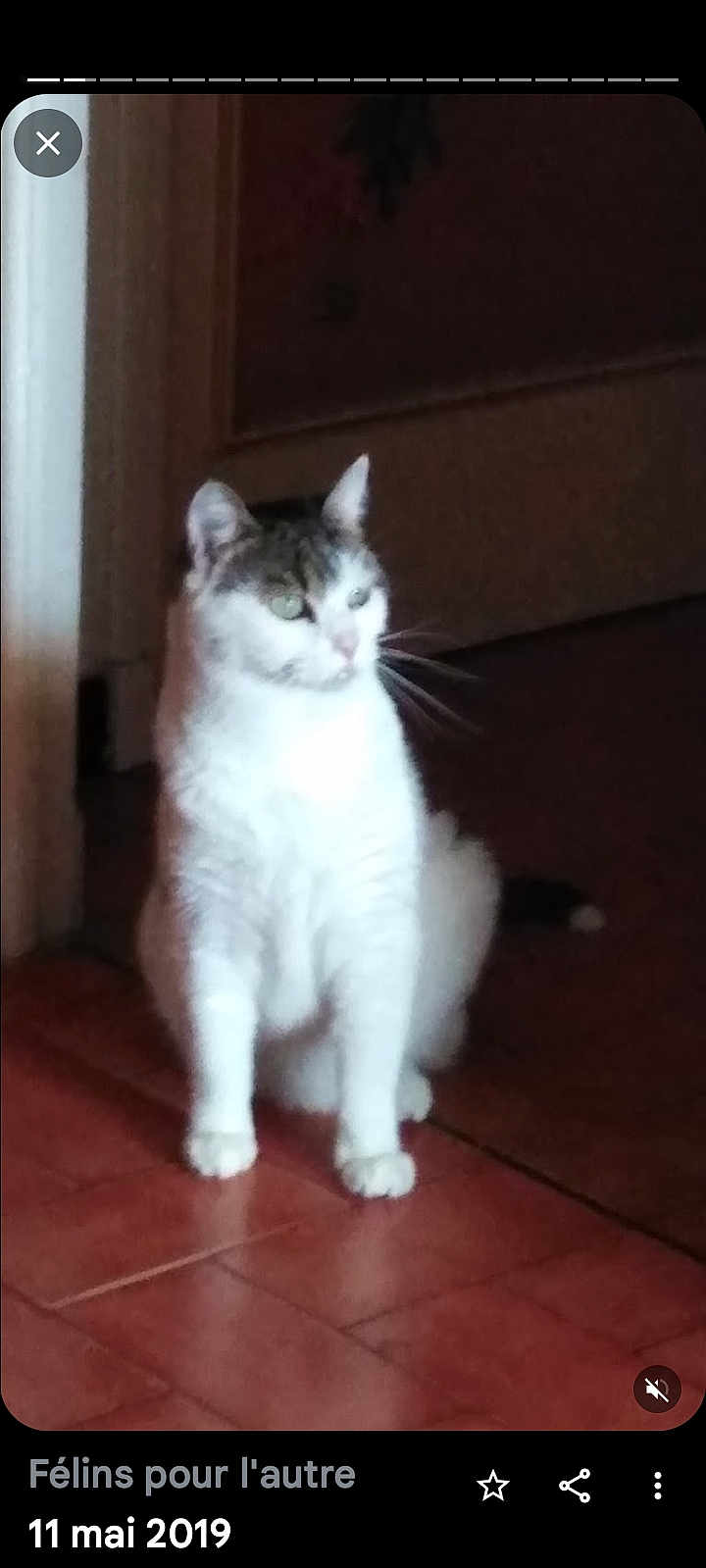 Princesse a rejoint le concours — aidez-le/la à gagner de superbes lots ! cat, white_cat, gray_cat, pet, indoor, floor, tile_floor, doorway, animal, feline, sitting, looking_away, quiet, home, domestic_cat, fur, whiskers, ears, tail, light