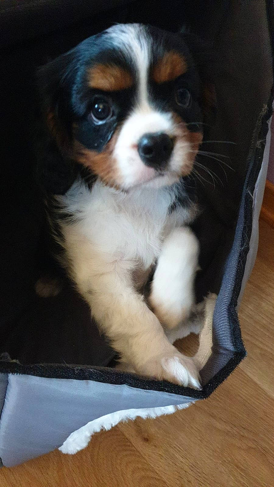 Syd a rejoint le concours — aidez-le/la à gagner de superbes lots ! beaglier, carnivore, companion_dog, dog, dog_breed, door, flooring, fur, hardwood, snout, sports_equipment, terrestrial_animal, toy_dog, whiskers, wood, wood_flooring, wood_stain, working_animal, working_dog