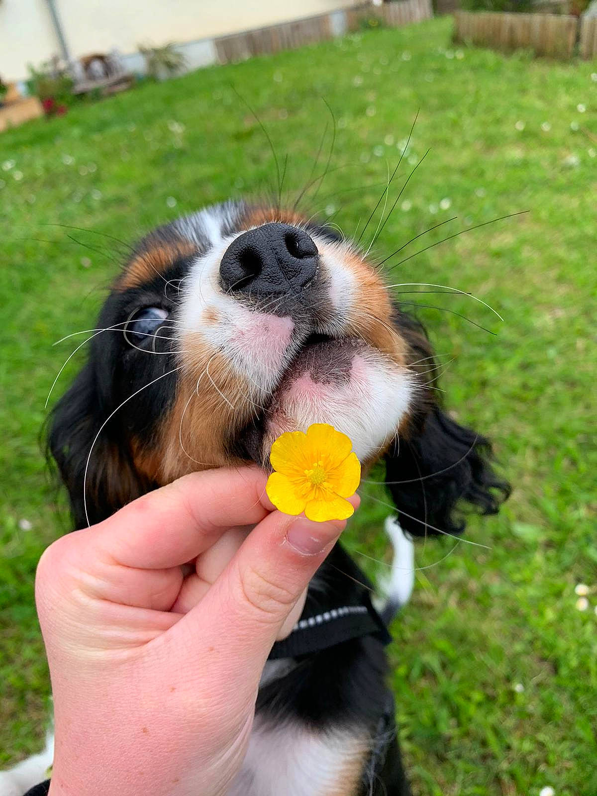 Sydou participe au concours pour gagner de l'argent avec cette photo : bernese_mountain_dog, canidae, carnivore, collar, companion_dog, dog, dog_breed, fawn, finger, flower, gesture, grass, nail, paw, plant, scotch_collie, snout, sporting_group, thumb, whiskers