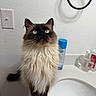 cat, fluffy, blue_eyes, bathroom, counter, sink, towel_ring, shadow, domestic, pet, feline, curious, whiskers, fur, indoor, household_items, groomed, closeup, portrait, looking_up