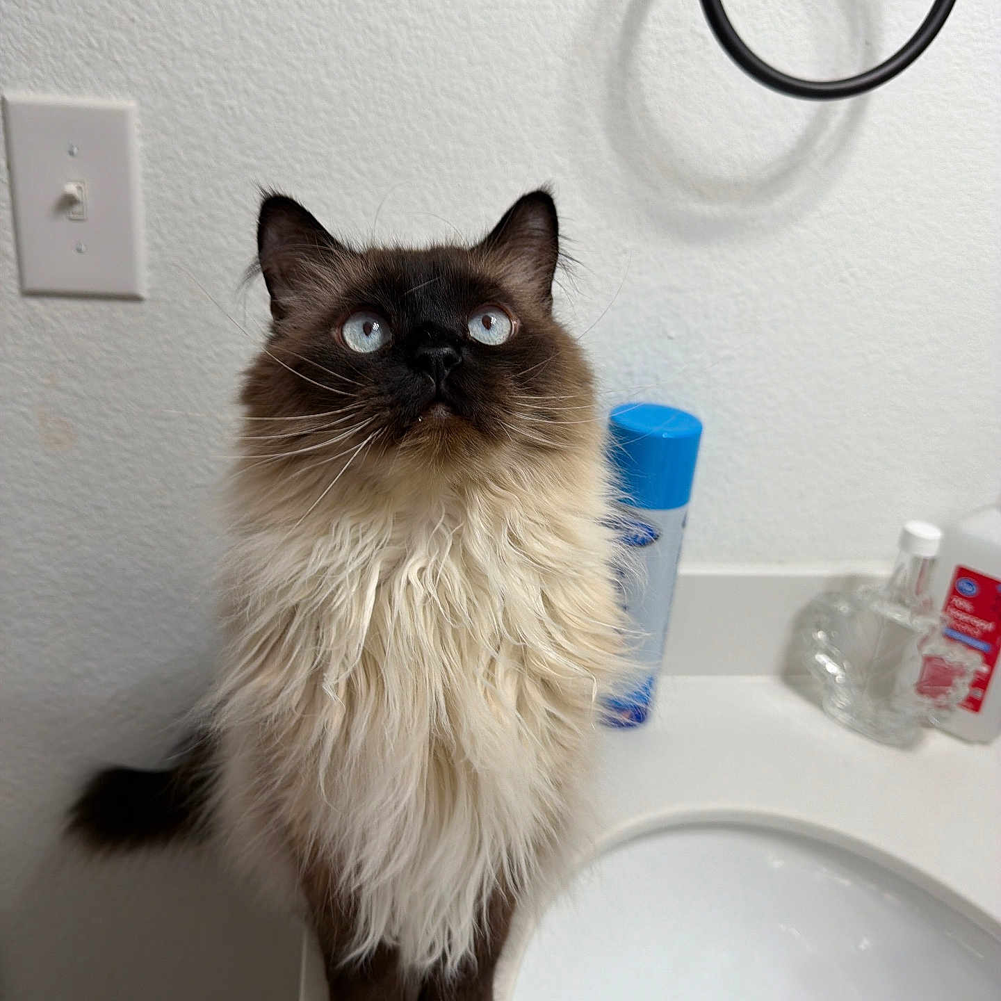 Moki