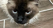 Moki is registered to the contest to win money with this photo: cat, siamese_cat, blue_eyes, fur, whiskers, ears, floor, tile_floor, indoor, pet, animal, close_up, looking_up, plastic_object, brown_fur, black_face, domestic_cat, cute, feline