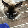 cat, siamese_cat, blue_eyes, fur, whiskers, ears, floor, tile_floor, indoor, pet, animal, close_up, looking_up, plastic_object, brown_fur, black_face, domestic_cat, cute, feline