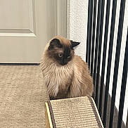 Moki joined the competition — help win amazing prizes! animal, black, blue_eyes, brown, carpet, cat, contemplative, cream, door, feline, fluffy, fur, household, indoor, looking_down, pet, quiet, railing, scratching_ramp, siamese_cat