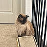 cat, siamese_cat, fluffy, scratching_ramp, carpet, indoor, door, railing, pet, animal, feline, fur, looking_down, contemplative, brown, cream, black, blue_eyes, household, quiet