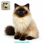Moki joined the competition — help win amazing prizes! cat, fluffy, blue_eyes, himalayan, pet, portrait, sitting, fur, animal, cute, indoor, closeup, white_background, tail, ears, whiskers, advertisement, inset_photo, floor, website_text