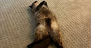 Moki is registered to the contest to win money with this photo: cat, fluffy, lying_down, carpet, indoor, relaxed, stretching, pet, feline, tail, toy, scratch_pad, home, cozy, floor, animal, resting, fur, cute, domestic