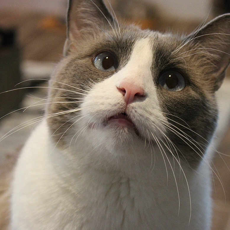 Nala joined the competition — help win amazing prizes! cat, close_up, pet, animal, feline, whiskers, face, curious, indoor, domestic, fur, looking_up, pink_nose, eyes, portrait, cute, mammal, expression, blurred_background