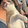 Nala joined the competition — help win amazing prizes! cat, pet, animal, feline, relaxing, indoor, person, leg, couch, phone, casual, home, fur, whiskers, paw, table, bottle, jeans, expression, cozy