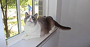 Nala joined the competition — help win amazing prizes! cat, indoor, windowsill, white, gray, blue_eyes, animal, pet, domestic_cat, window, tree, flag, american_flag, sunlight, curious, feline, fur, resting, house, daylight