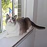cat, indoor, windowsill, white, gray, blue_eyes, animal, pet, domestic_cat, window, tree, flag, american_flag, sunlight, curious, feline, fur, resting, house, daylight