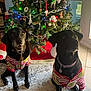 dog, black_dog, christmas_tree, holiday_pajamas, indoor, carpet, decorations, ornaments, lights, festive, window, pets, holiday, christmas, canine, sitting, celebration, home, seasonal, decor