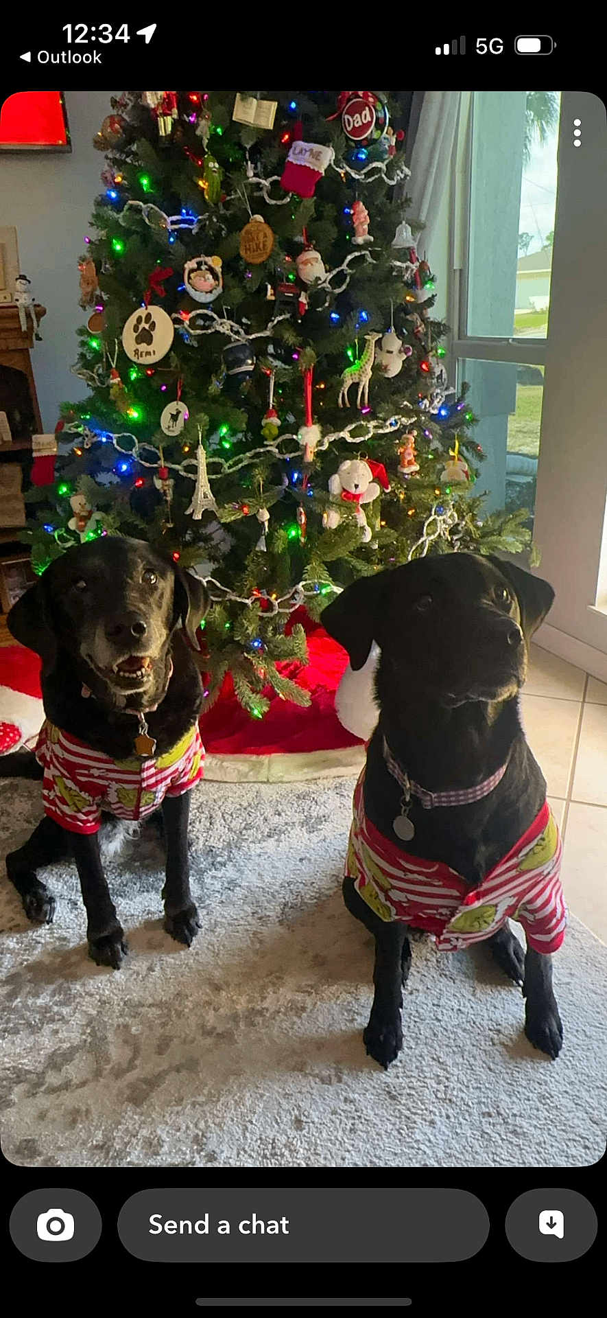 Remi And Jasmine is registered to the contest to win money with this photo: dog, black_dog, christmas_tree, holiday_pajamas, indoor, carpet, decorations, ornaments, lights, festive, window, pets, holiday, christmas, canine, sitting, celebration, home, seasonal, decor