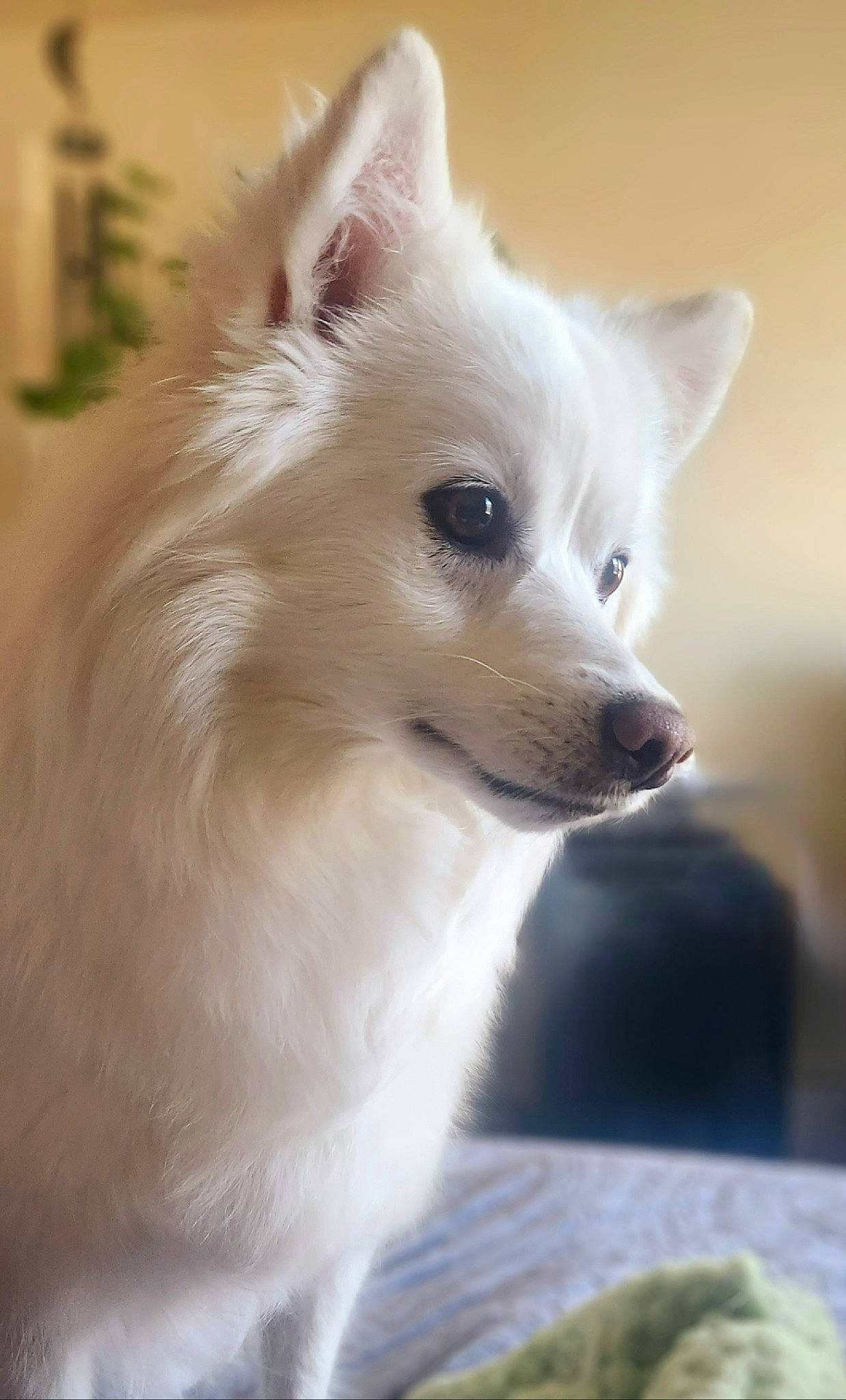 Yogi joined the competition — help win amazing prizes! canidae, carnivore, companion_dog, dog, dog_breed, ear, eye, fawn, fur, hair, head, iris, japanese_spitz, samoyed, snout, spitz, sporting_group, tableware, volpino_italiano, whiskers