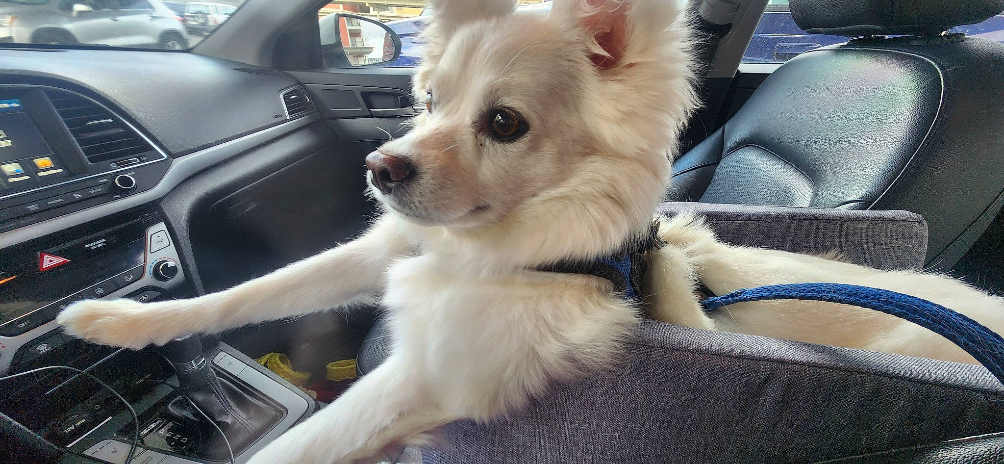 Boo-boo joined the competition — help win amazing prizes! automotive_exterior, canidae, car, car_seat, carnivore, companion_dog, dog, dog_breed, family_car, fawn, fur, motor_vehicle, personal_luxury_car, snout, sporting_group, vehicle, wheel, window, windscreen_wiper, working_animal