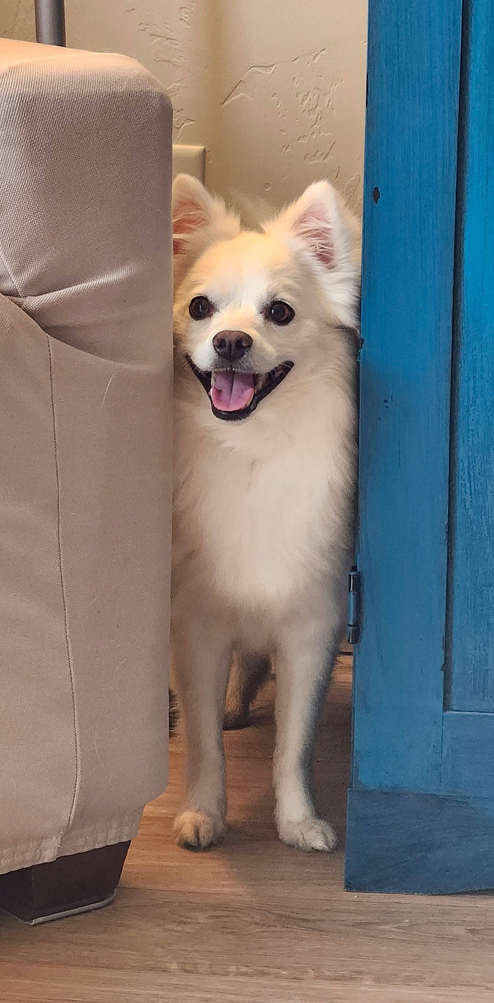 Boo-boo joined the competition — help win amazing prizes! canidae, carnivore, collar, companion_dog, dog, dog_breed, dog_supply, fang, fawn, fur, german_spitz, non_sporting_group, pet_supply, samoyed, spitz, sporting_group, volpino_italiano, whiskers, working_animal, working_dog