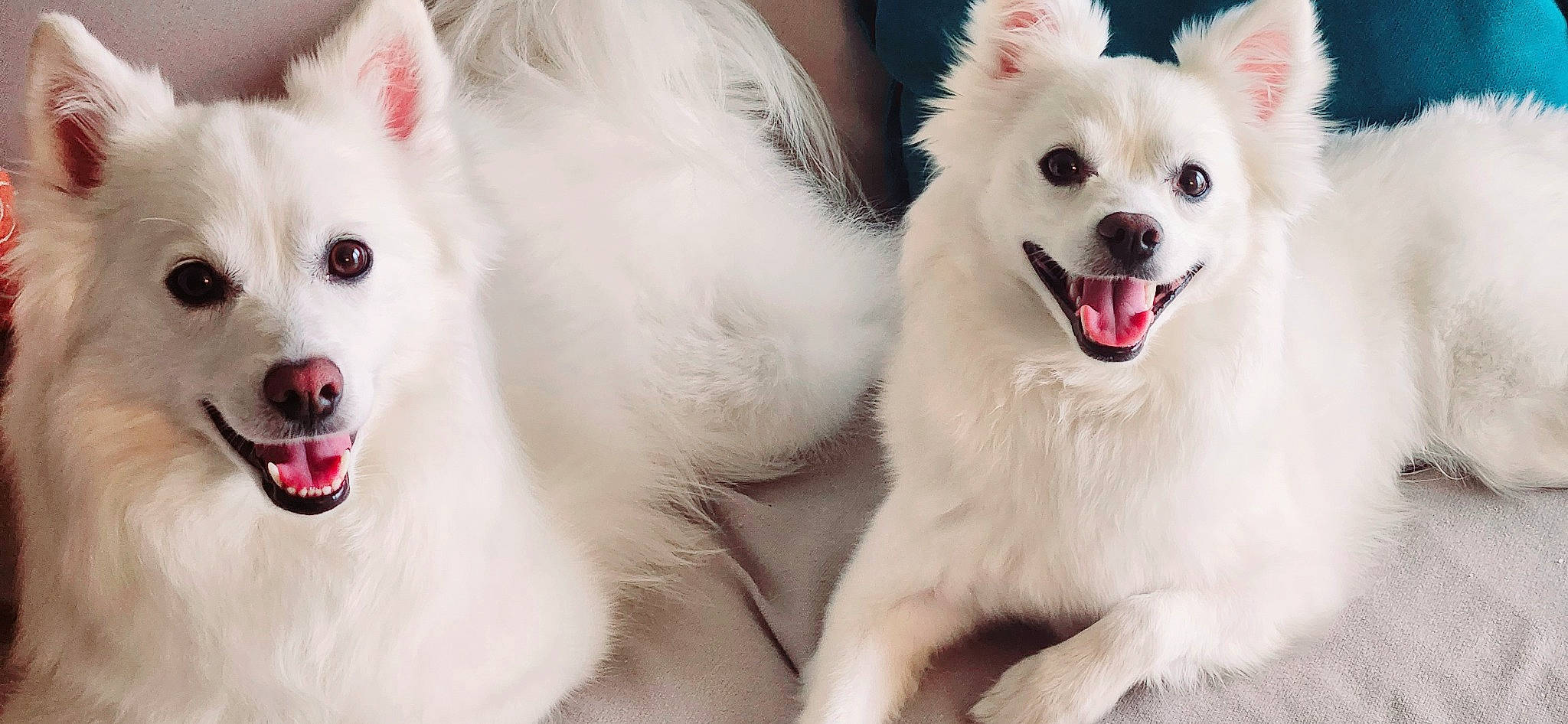 Boo-boo joined the competition — help win amazing prizes! canidae, carnivore, collar, companion_dog, dog, dog_breed, dog_supply, ear, event, fur, happy, nose, pet_supply, samoyed, snout, spitz, sporting_group, toy_dog, whiskers, white