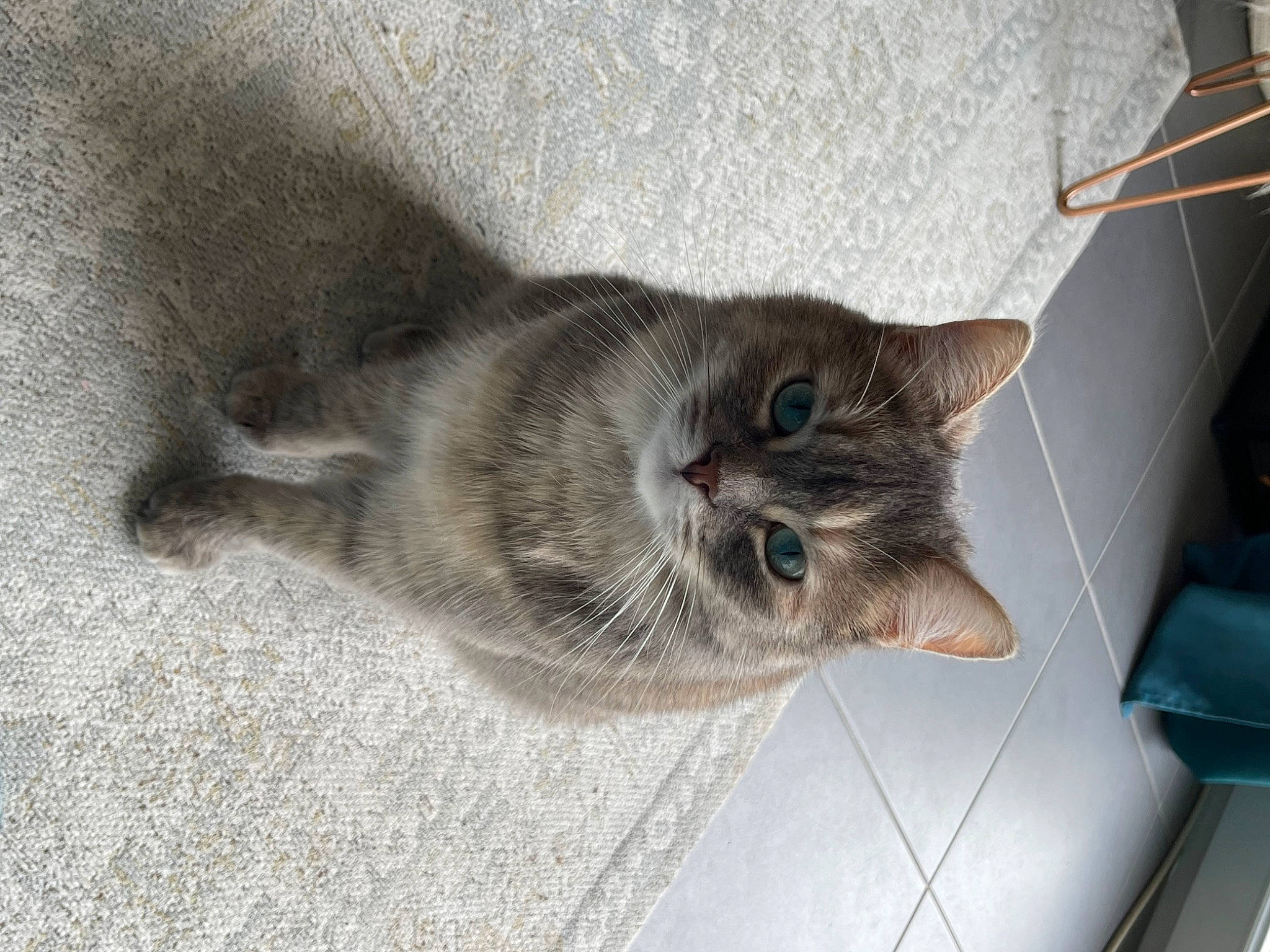 Fidji a rejoint le concours — aidez-le/la à gagner de superbes lots ! carnivore, cat, claw, domestic_short_haired_cat, fawn, felidae, flooring, fur, grey, paw, small_to_medium_sized_cats, snout, tail, whiskers