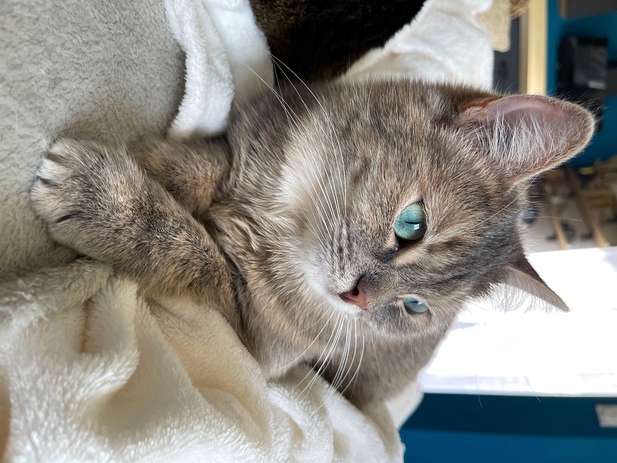 Fidji participe au concours pour gagner de l'argent avec cette photo : carnivore, cat, cat_supply, claw, comfort, domestic_short_haired_cat, ear, felidae, fur, grey, nap, paw, small_to_medium_sized_cats, tail, whiskers, window