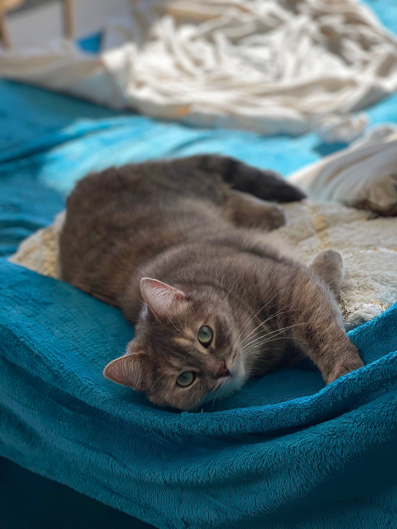 Fidji a rejoint le concours — aidez-le/la à gagner de superbes lots ! carnivore, cat, cat_supply, comfort, domestic_short_haired_cat, electric_blue, fawn, felidae, fur, grey, linens, nap, plant, sleep, small_to_medium_sized_cats, tail, textile, tree, whiskers, wood