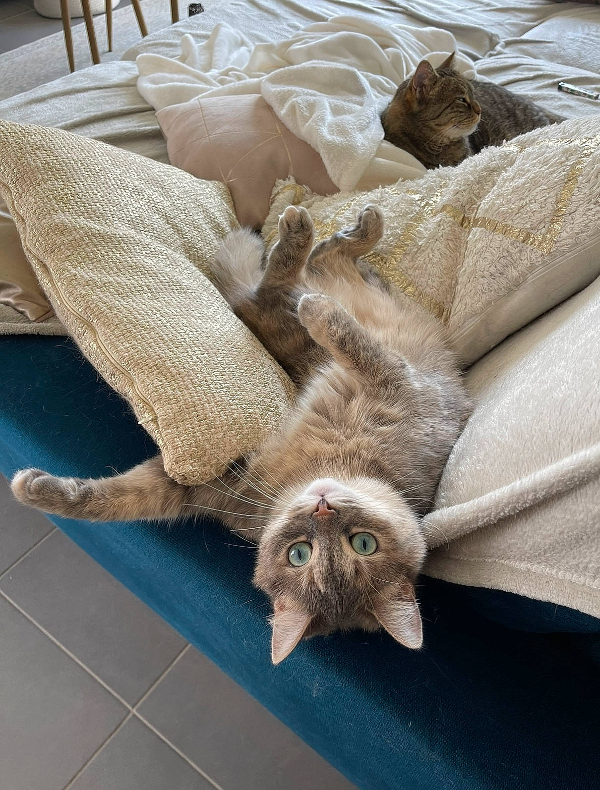 Fidji a rejoint le concours — aidez-le/la à gagner de superbes lots ! carnivore, cat, claw, comfort, couch, domestic_short_haired_cat, fawn, felidae, flooring, fur, grey, hardwood, linens, paw, room, small_to_medium_sized_cats, tail, whiskers, wood