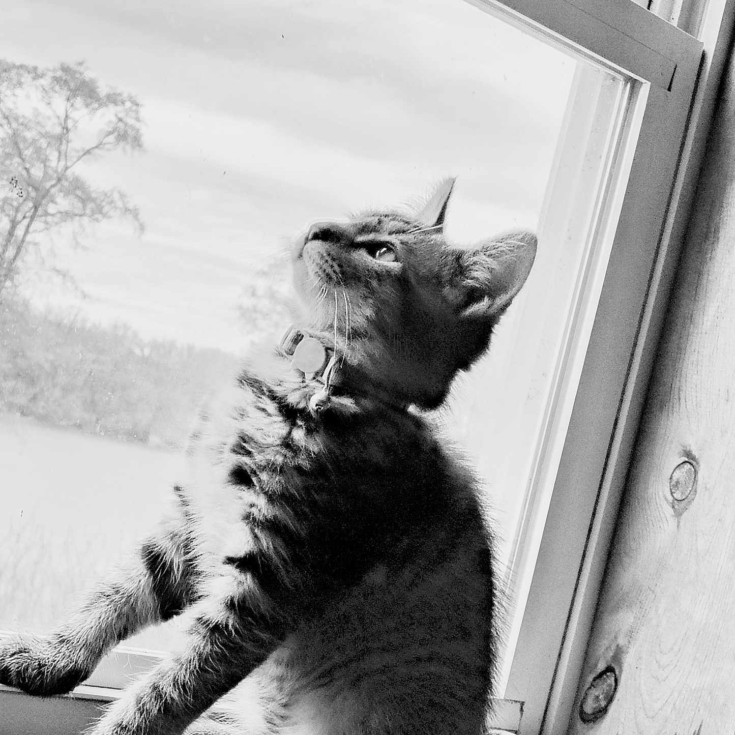 Sir Oliver