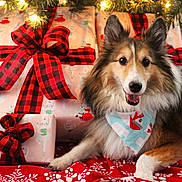 Brady joined the competition — help win amazing prizes! bandana, black_ribbon, canine, celebration, christmas, christmas_tree, decorations, dog, festive, fur, gift_wrapping, happy, holiday, indoors, lights, pet, presents, red_ribbon, shetland_sheepdog, smiling