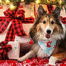 bandana, black_ribbon, canine, celebration, christmas, christmas_tree, decorations, dog, festive, fur, gift_wrapping, happy, holiday, indoors, lights, pet, presents, red_ribbon, shetland_sheepdog, smiling