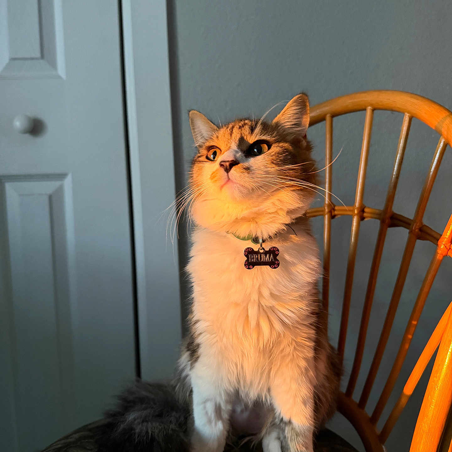 Bruma joined the competition — help win amazing prizes! animal, cat, chair, collar, curious, cute, domestic, feline, fluffy, furniture, indoor, orange_light, patterned_fabric, pet, portrait, sitting, sunlight, tag, whiskers, wooden_chair