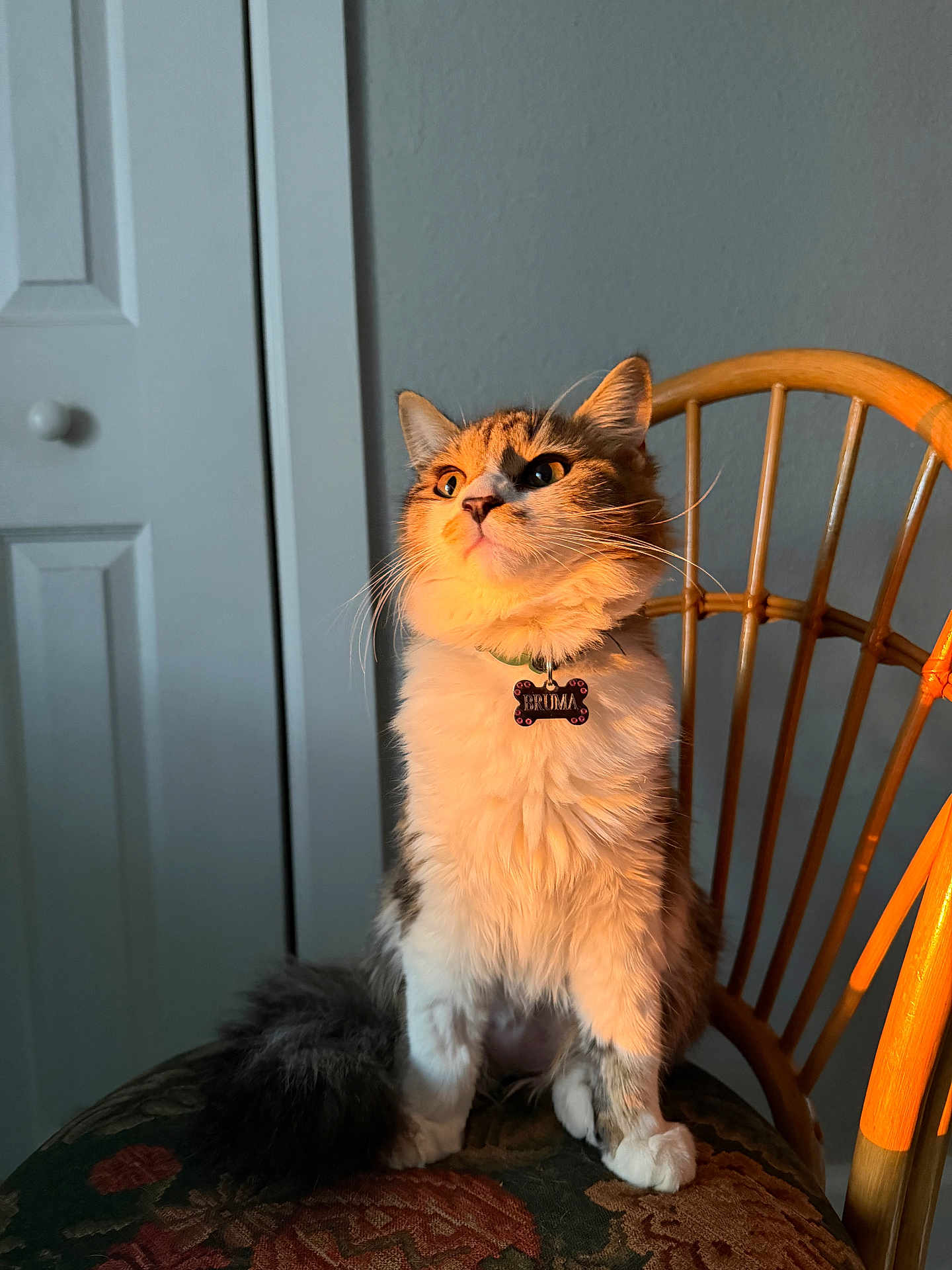 Bruma joined the competition — help win amazing prizes! animal, cat, chair, collar, curious, cute, domestic, feline, fluffy, furniture, indoor, orange_light, patterned_fabric, pet, portrait, sitting, sunlight, tag, whiskers, wooden_chair