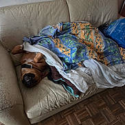 Kenza participe au concours pour gagner de l'argent avec cette photo : blanket, brown_and_white, collar, couch, cozy, dog, fabric, funny, home, indoor, living_room, pet, portrait, quilt, relaxed, sleeping, smiling, sofa, upside_down, wooden_floor