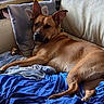 Kenza a rejoint le concours — aidez-le/la à gagner de superbes lots ! animal, bed, bedroom, black_nose, blanket, blue_blanket, brown_fur, close_up, cozy, dark_eyes, dog, indoors, large_ears, lying_down, pet, pillows, pointy_ears, portrait, relaxed, tan_dog