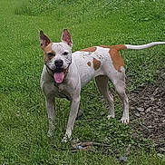 Sadie is registered to the contest to win money with this photo: dog, outdoor, grass, greenery, animal, pet, canine, happy, tongue_out, nature, field, brown_and_white, standing, ears_up, daylight, playful, smiling, collar, fur, friendly