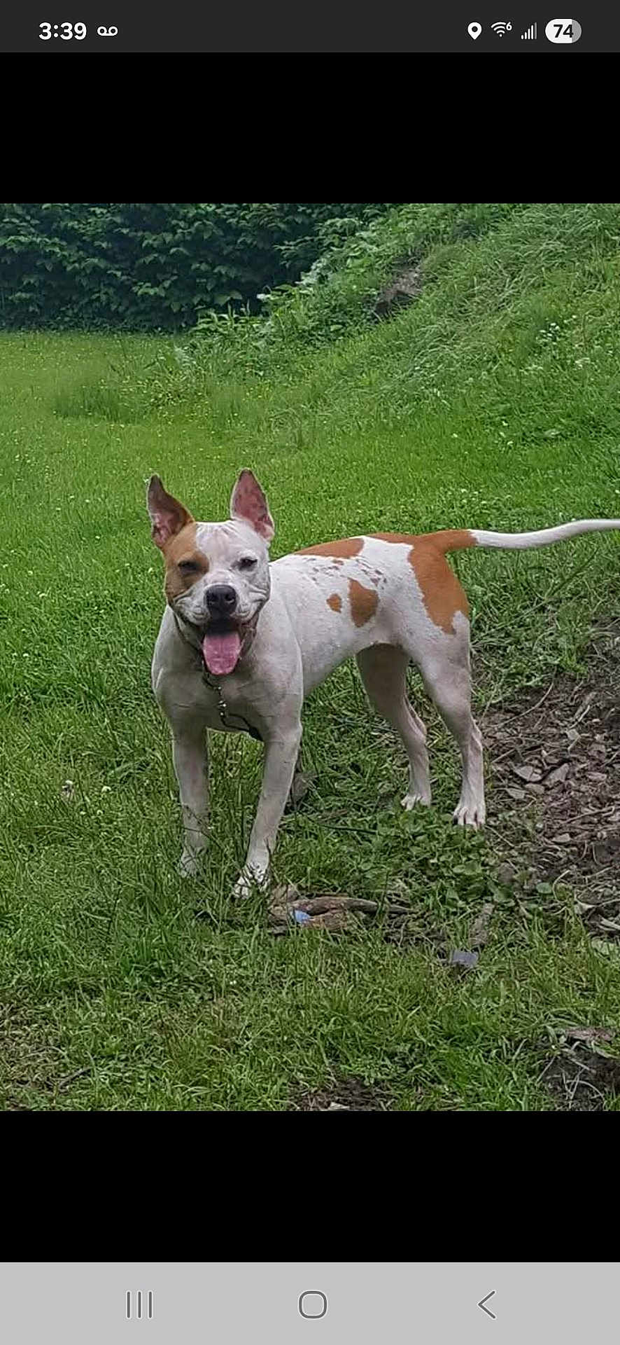 Sadie