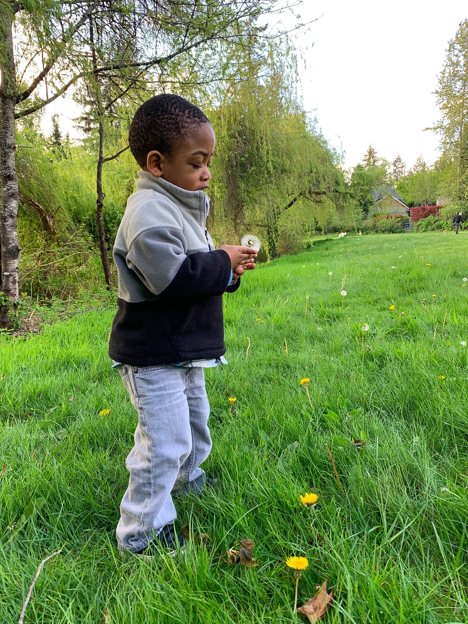 Sai joined the competition — help win amazing prizes! botany, child, dandelion, flower, garden, grass, grass_family, grassland, green, hand, lawn, leaf, meadow, people_in_nature, person, plant, play, spring, toddler, tree