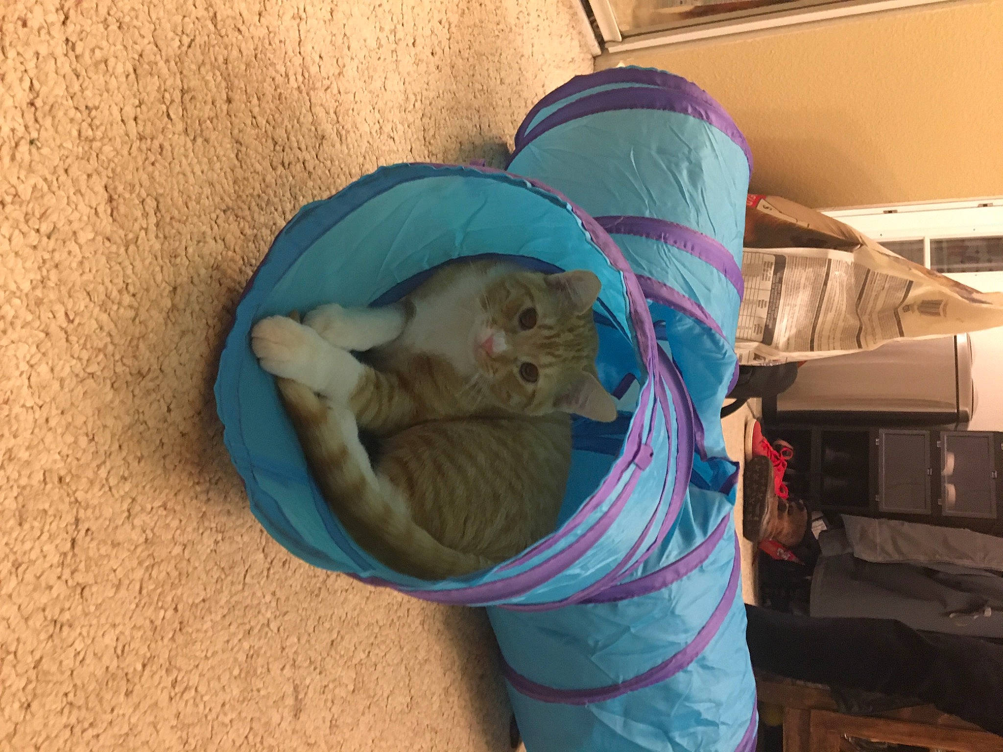 Oliver joined the competition — help win amazing prizes! cat, fawn