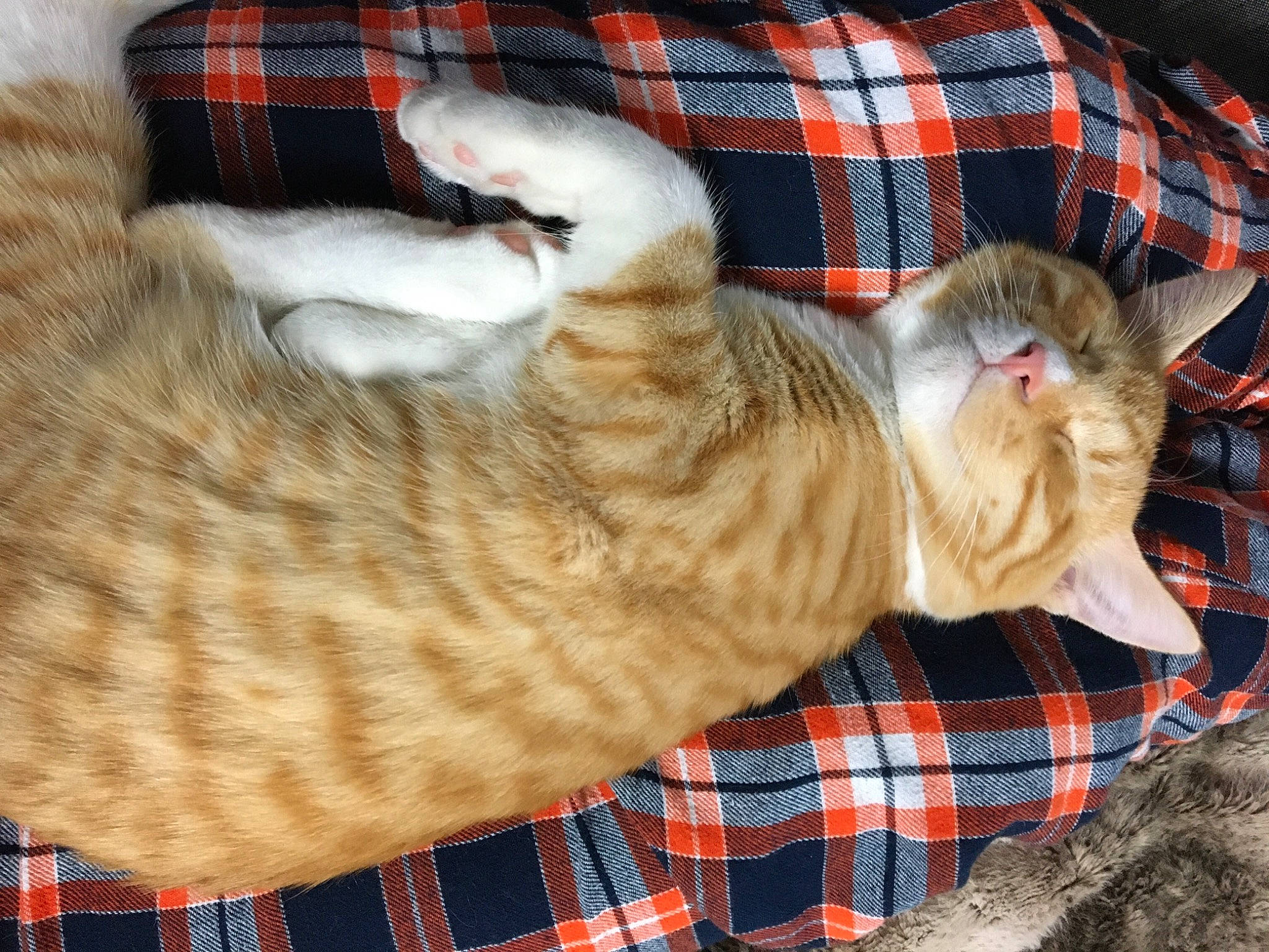 Oliver is registered to the contest to win money with this photo: carnivore, cat, cat_bed, design, domestic_short_haired_cat, dragon_li, european_shorthair, fawn, felidae, fur, kitten, nap, pattern, plaid, small_to_medium_sized_cats, tabby_cat, tail, textile, whiskers