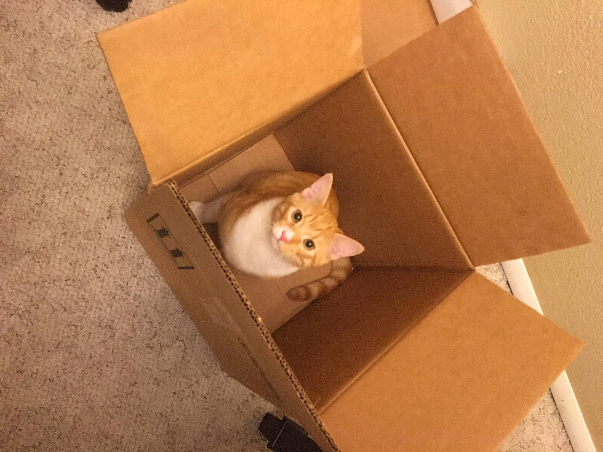 Oliver joined the competition — help win amazing prizes! box, cardboard, carnivore, carton, cat, cat_furniture, domestic_short_haired_cat, fawn, felidae, kitten, package_delivery, packaging_and_labeling, paper_product, small_to_medium_sized_cats, whiskers