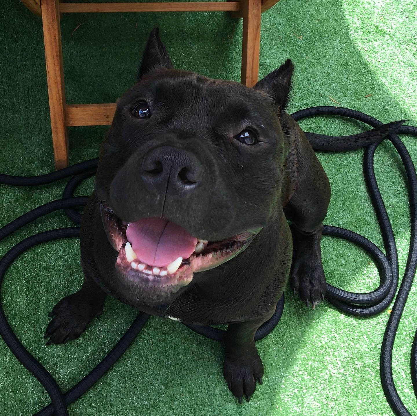 Barley is registered to the contest to win money with this photo: american_pit_bull_terrier, american_staffordshire_terrier, bull_and_terrier, canidae, carnivore, dog, dog_breed, mammal, non_sporting_group, pit_bull, rare_breed_dog, snout, sporting_group, staffordshire_bull_terrier, vertebrate