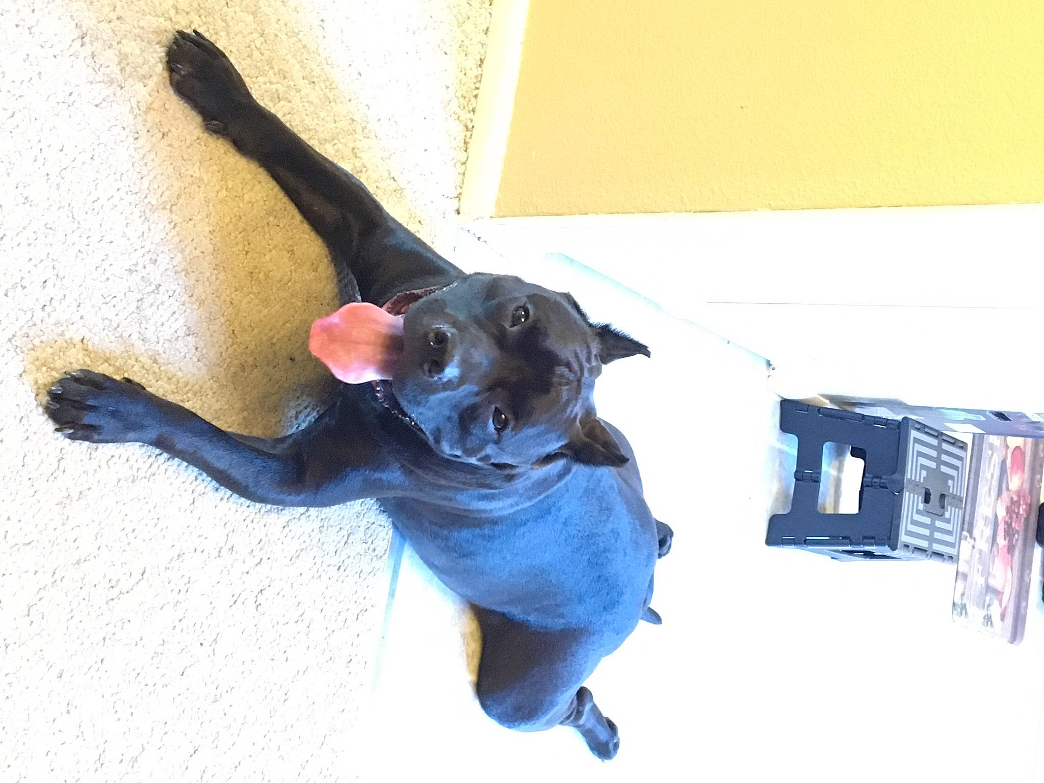 Barley joined the competition — help win amazing prizes! canidae, carnivore, dog, dog_breed, guard_dog, labrador_retriever, puppy, sporting_group, tail