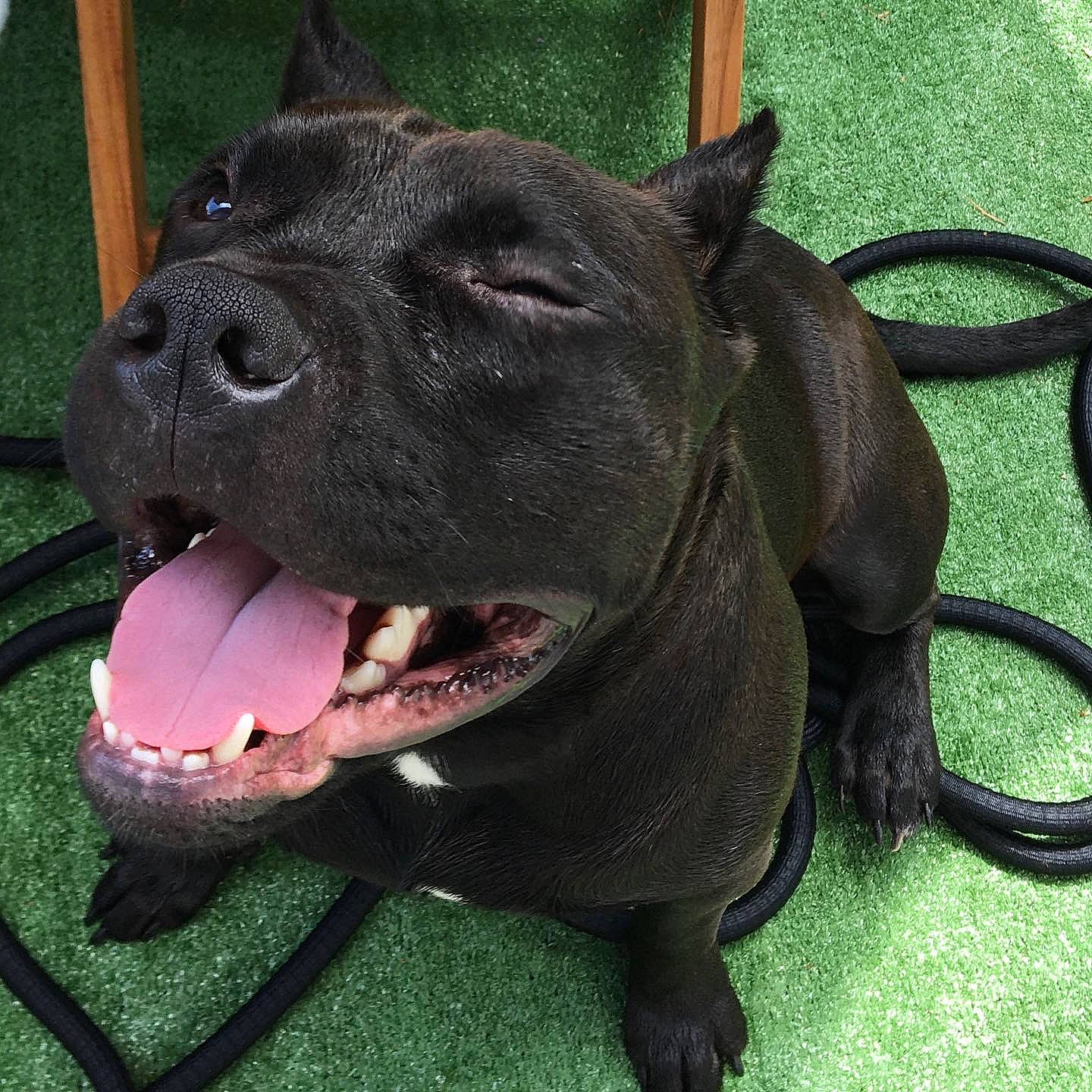 Barley is registered to the contest to win money with this photo: alaunt, american_pit_bull_terrier, american_staffordshire_terrier, bandog, canidae, carnivore, dog, dog_breed, fawn, guard_dog, mammal, molosser, non_sporting_group, snout, sporting_group, vertebrate