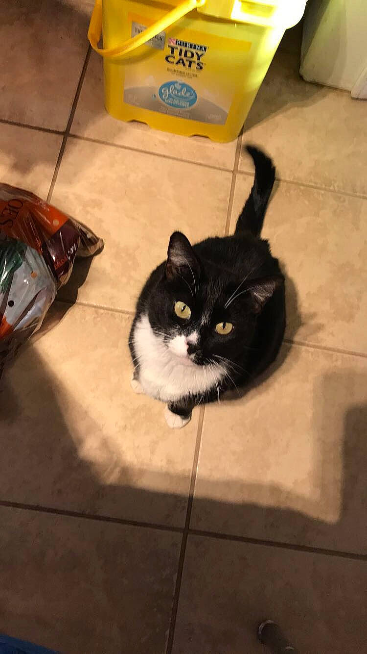 Alley is registered to the contest to win money with this photo: black_cat, carnivore, cat, domestic_long_haired_cat, domestic_short_haired_cat, felidae, floor, kitten, small_to_medium_sized_cats, tail, whiskers