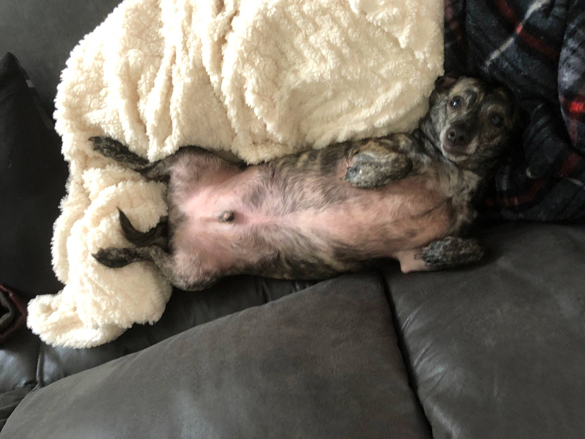 Jack joined the competition — help win amazing prizes! canidae, carnivore, claw, comfort, comfort_food, companion_dog, dog, dog_breed, fawn, felidae, fur, livestock, nap, paw, sleep, small_to_medium_sized_cats, snout, sporting_group, tail, whiskers