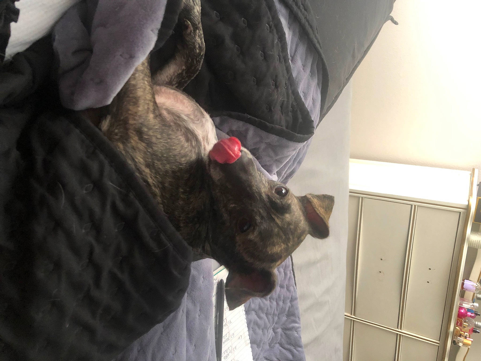 Jack is registered to the contest to win money with this photo: cabinetry, door, fur, grey, magenta, pattern, pocket, room, snout, tail, terrestrial_animal, textile, whiskers, wool, working_animal