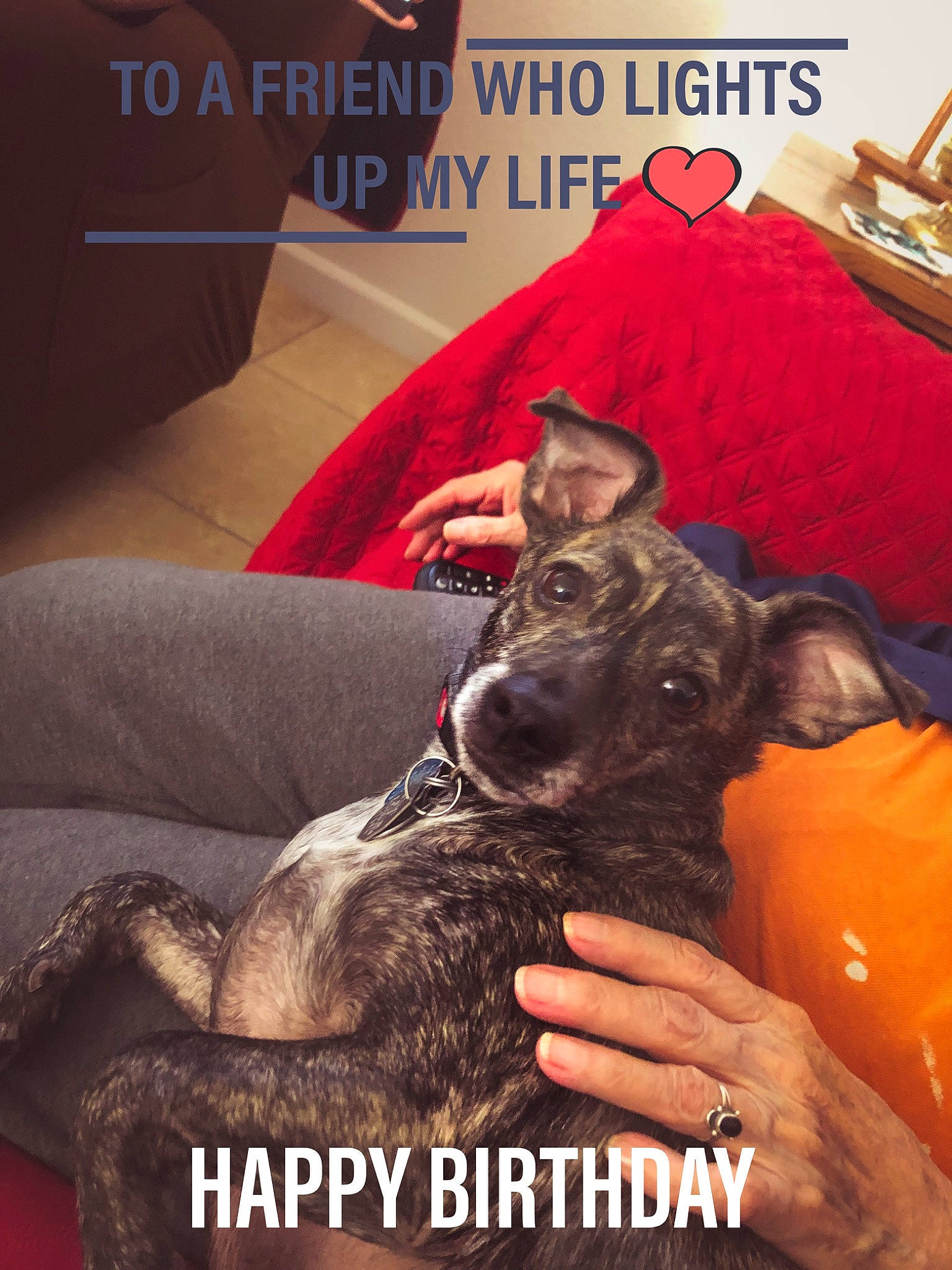 Jack joined the competition — help win amazing prizes! carnivore, comfort, companion_dog, couch, dog, dog_breed, dog_collar, fawn, fur, guard_dog, happy, linens, photo_caption, picture_frame, pillow, selfie, snout, sporting_group, toy_dog, working_animal